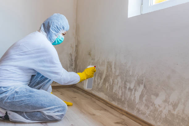 Licensed Black Mold Remediation service in Royal Oak, MI - Car Mold Remediation