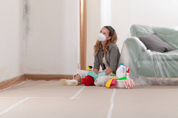 Reliable Black Mold Remediation contractor in Royal Oak, MI by Car Mold Remediation