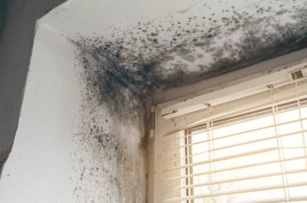 Affordable Black Mold Remediation solutions in Royal Oak, MI